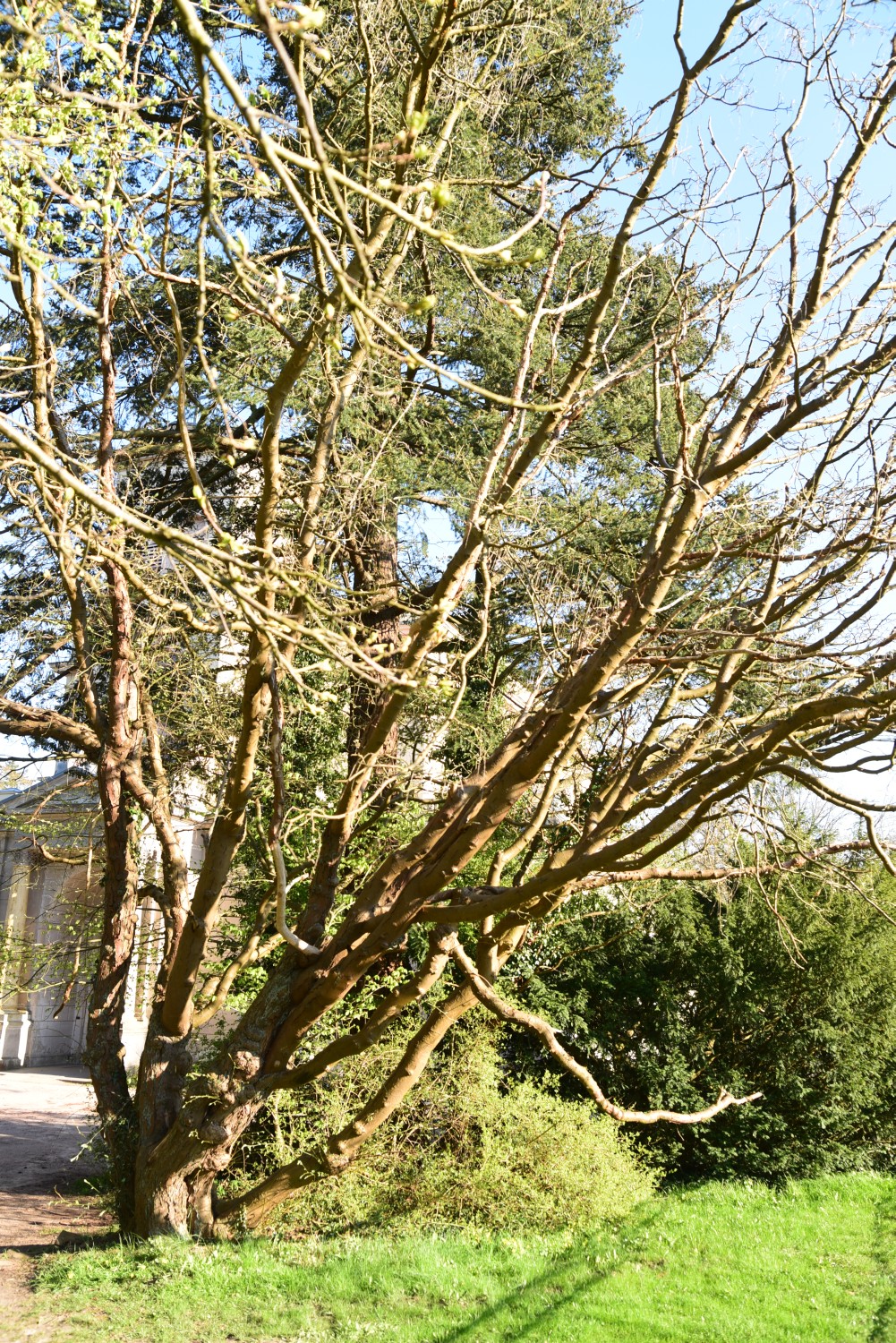 anagyroides Laburnum
