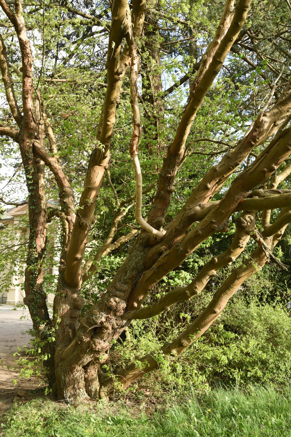 Laburnum anagyroides - Putbus - 2019