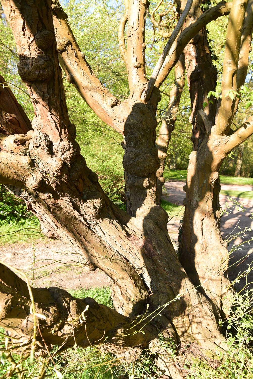 Laburnum anagyroides - Putbus - 2015