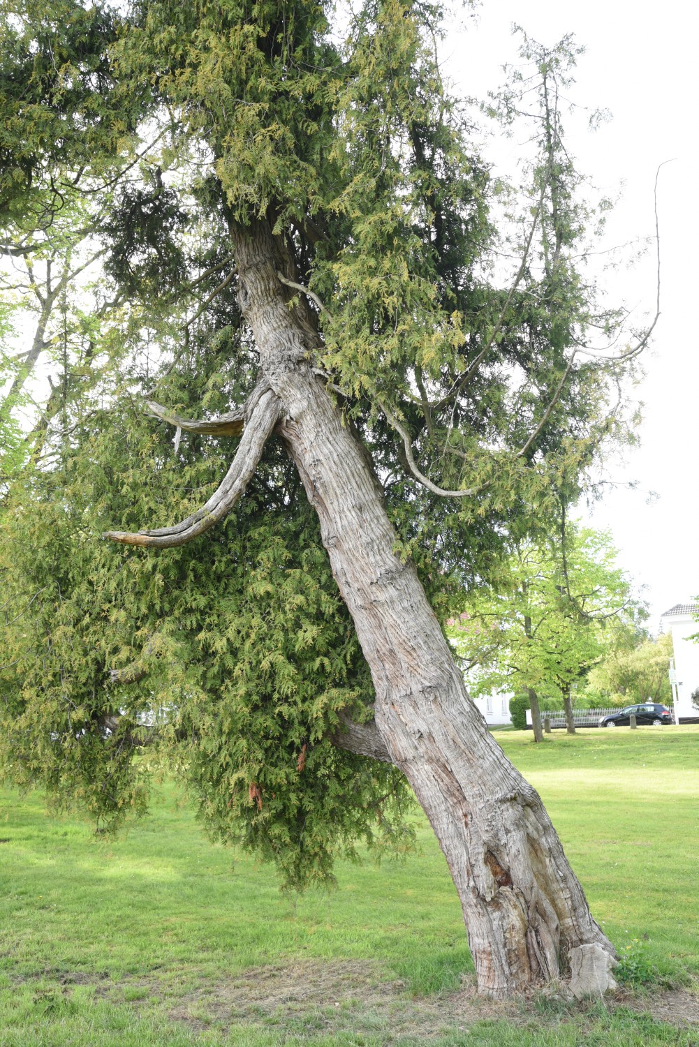 occidentalis Thuja