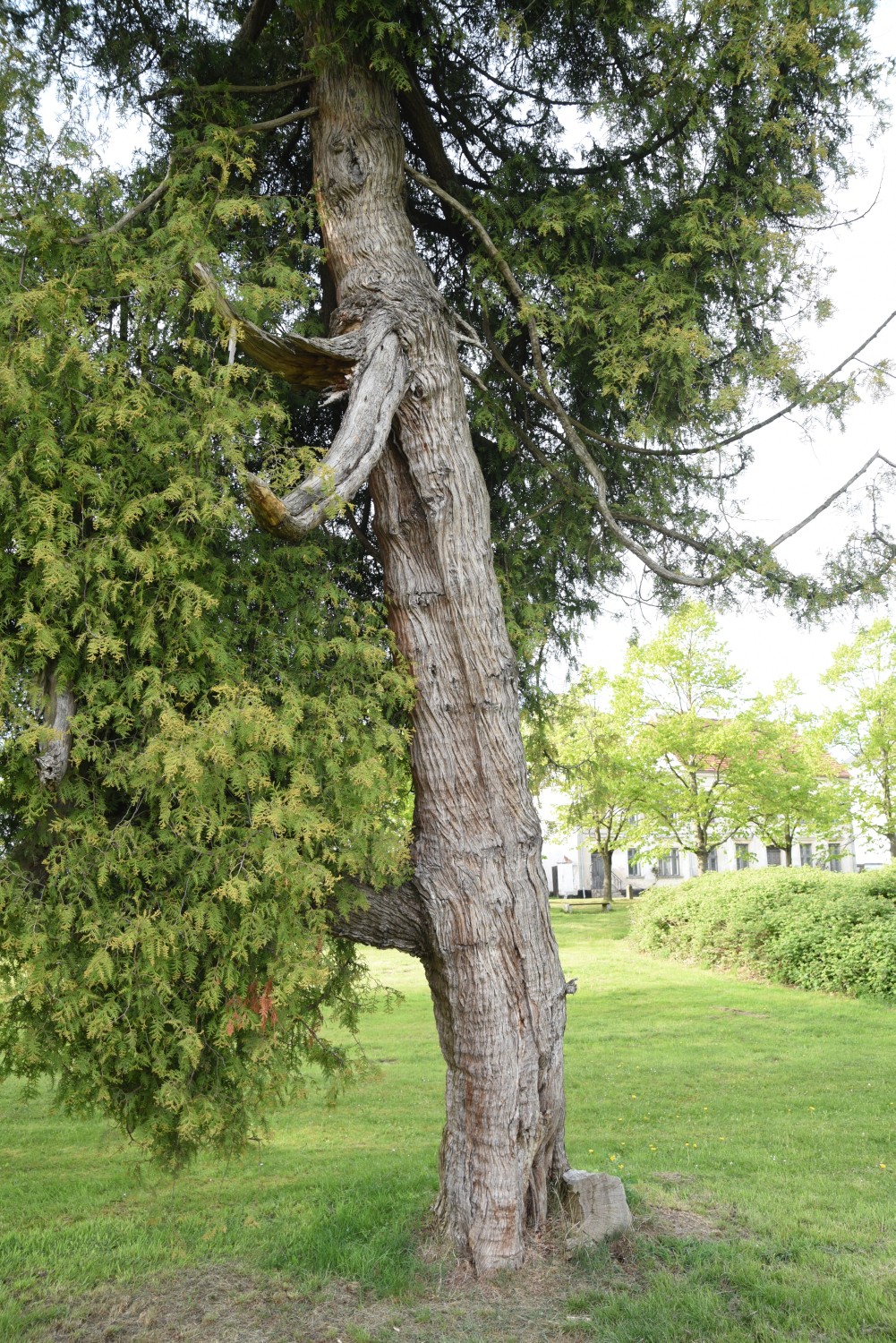 Thuja occidentalis - Putbus - 2019