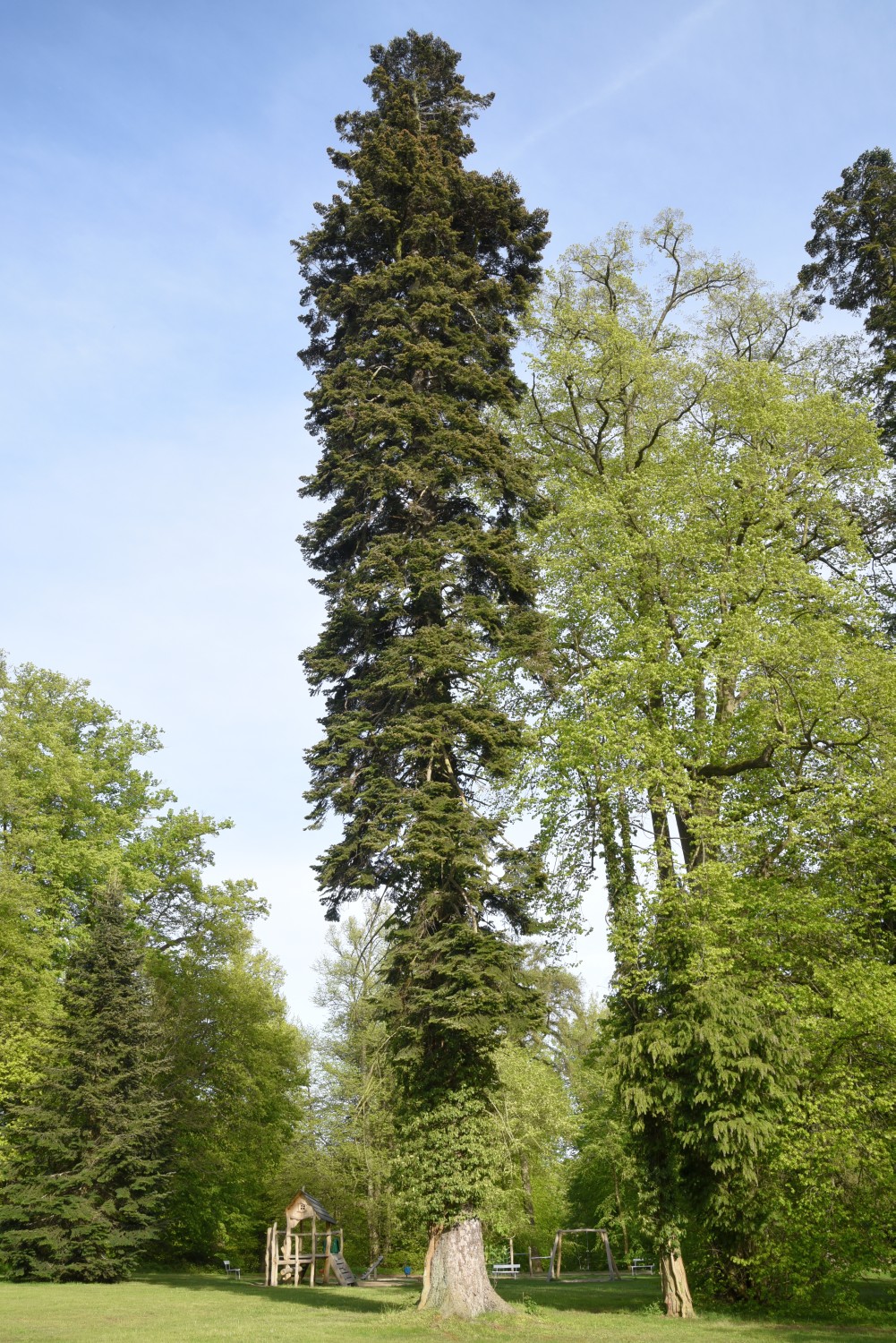 Abies nordmanniana