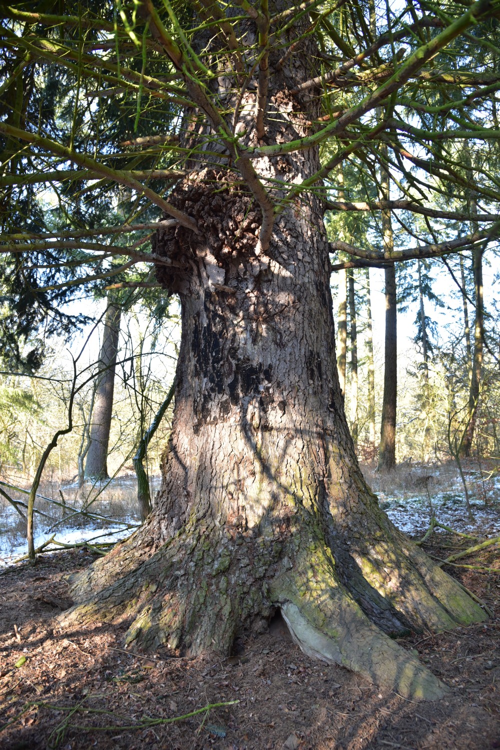 Abies alba - Boitzenburg - 2017