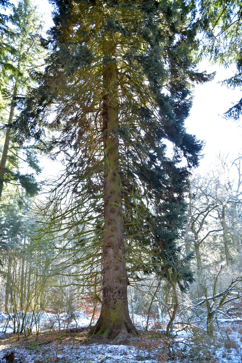 Abies alba - Boitzenburg - 2017