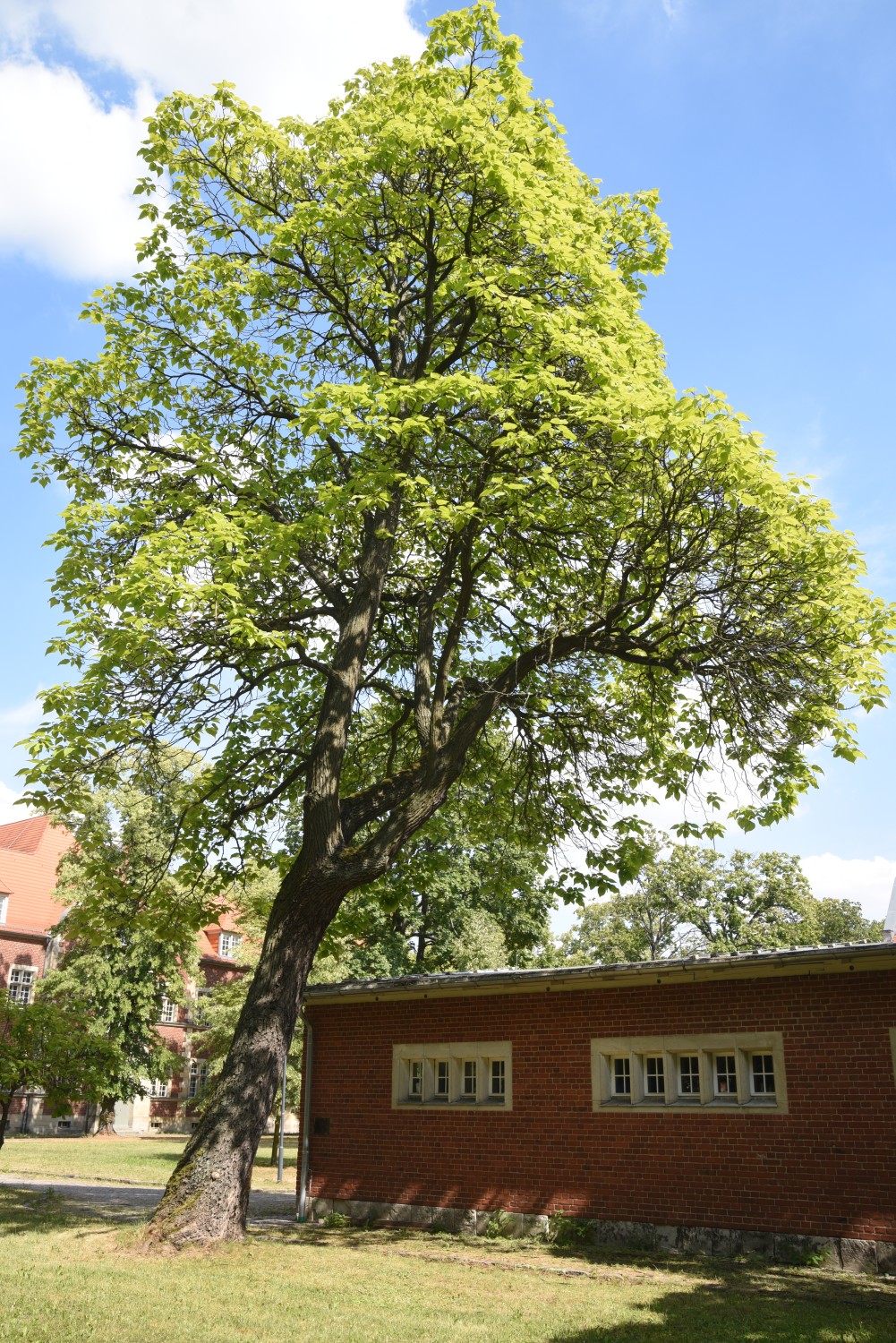 Catalpa speciosa - Berlin Buch - 2019
