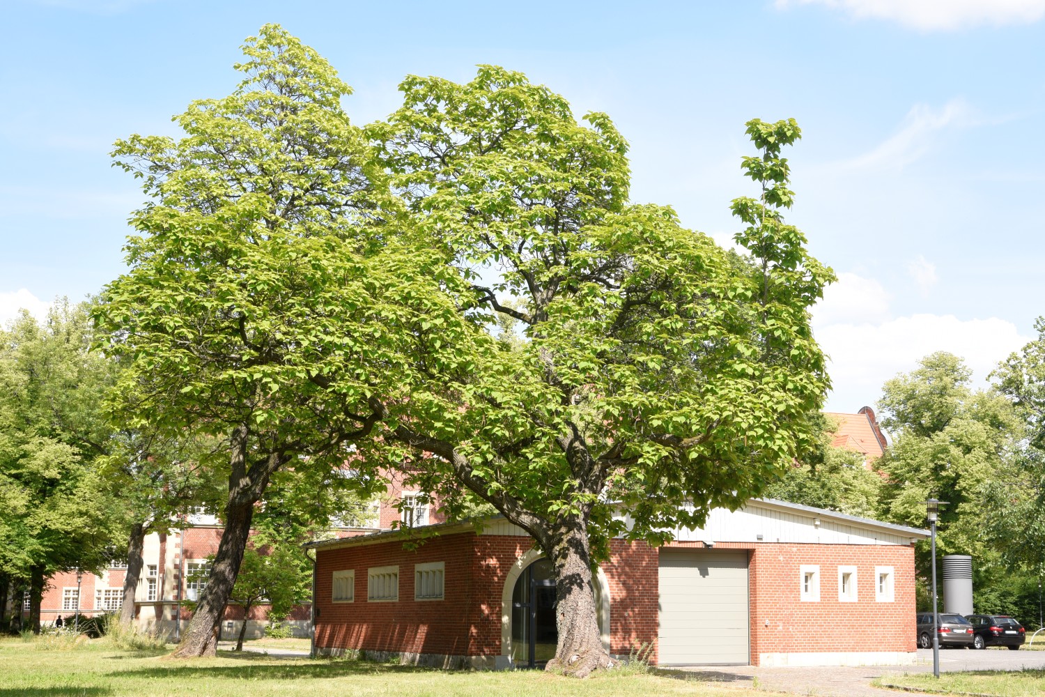 Catalpa speciosa - Berlin Buch - 2019