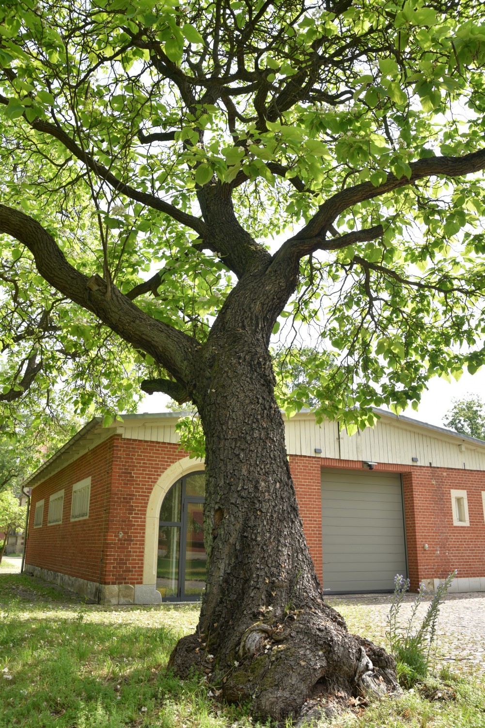 Catalpa speciosa - Berlin Buch - 2019