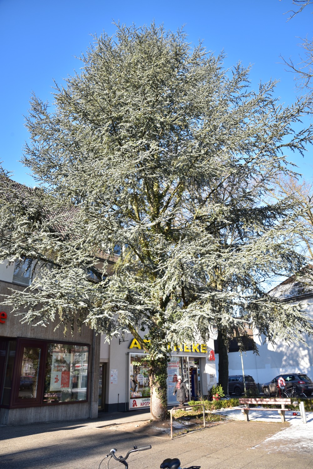 Cedrus atlantica 'Glauca' - Berlin Frohnau - 2016