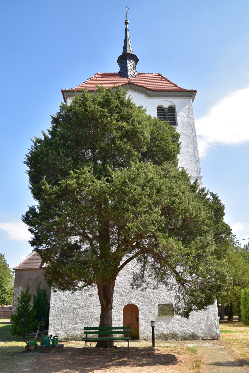 Juniperus virginiana - Martinskirchen - 2018