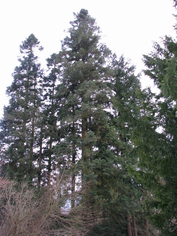 Abies grandis