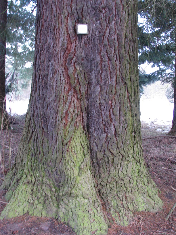 Abies grandis - Reinhardsbrunn - 2021
