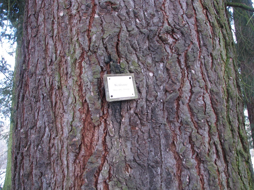 Abies grandis - Reinhardsbrunn - 2021