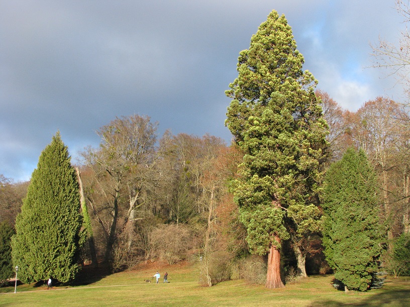 giganteum Sequoiadendron