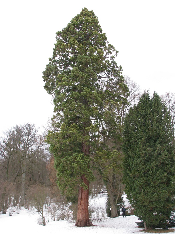 Sequoiadendron giganteum - Altenstein - 2021