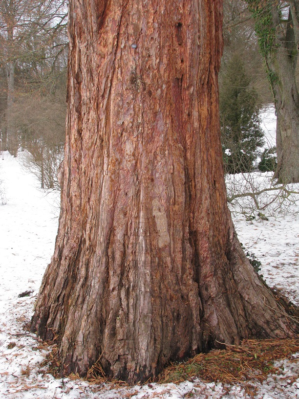 Sequoiadendron giganteum - Altenstein - 2021