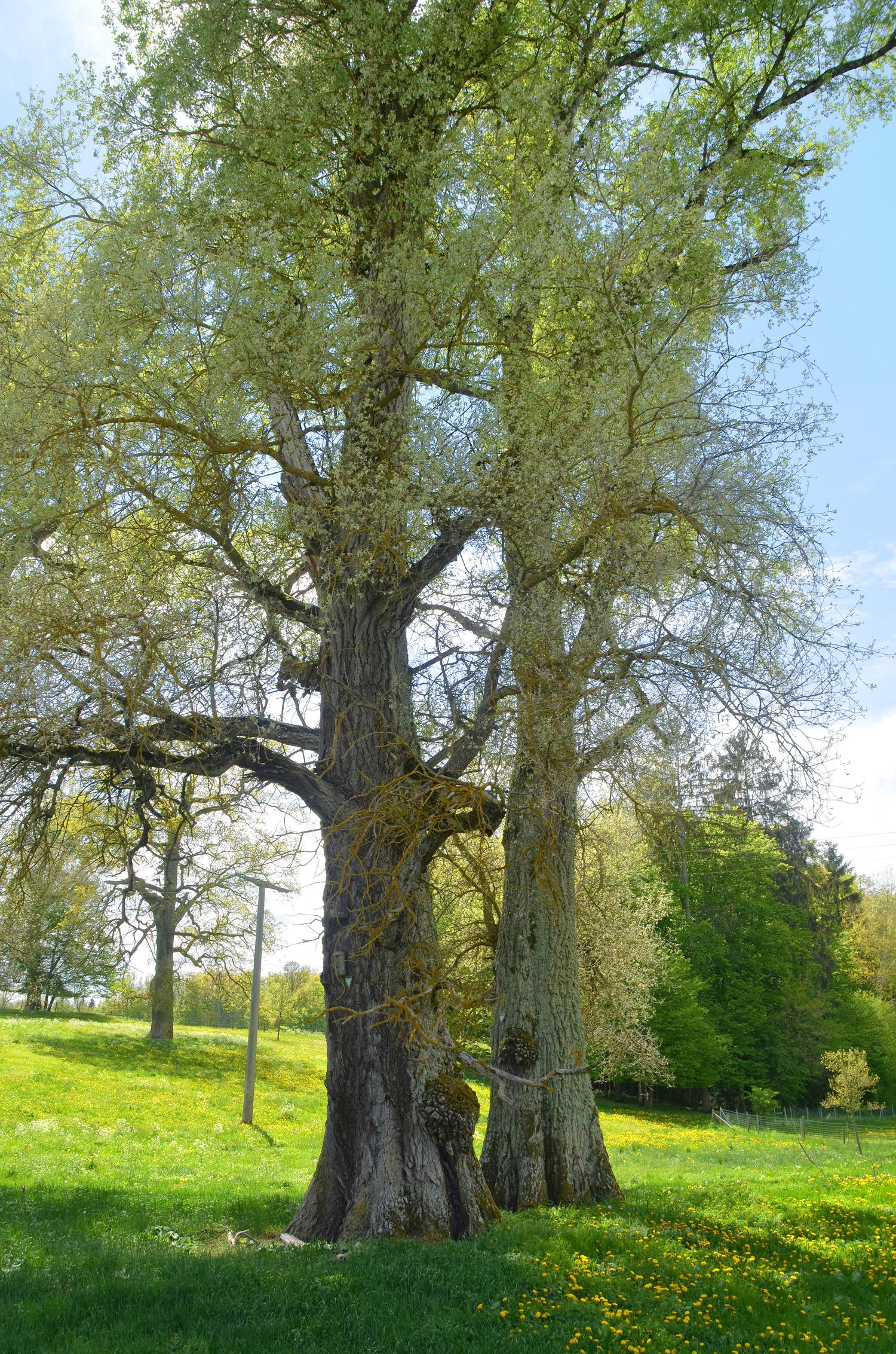 Populus alba - Mauren - 2021