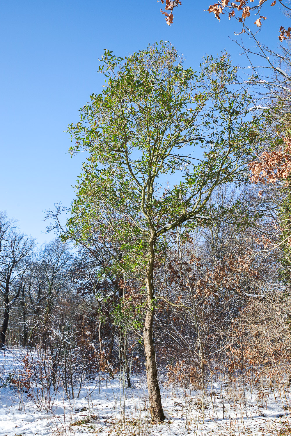 Quercus × hispanica ''Lucombeana' - Potsdam, Sanssouci - 2020