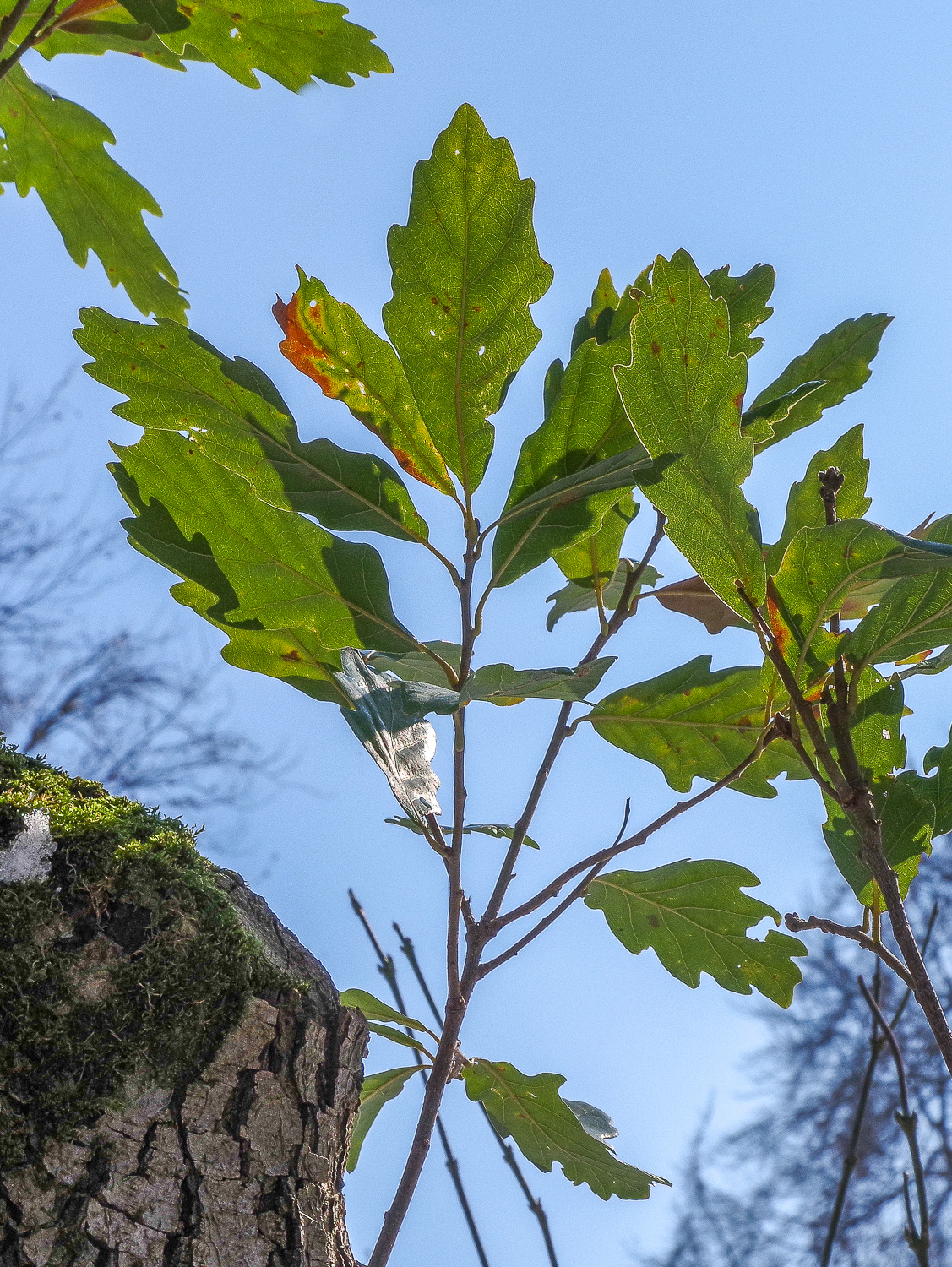 Quercus × hispanica ''Lucombeana' - Potsdam, Sanssouci - 2020