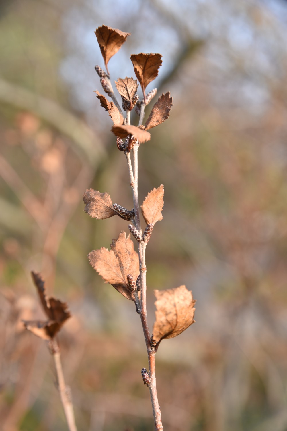 Betula humilis - Potsdam, Freundschaftsinsel - November 2019
