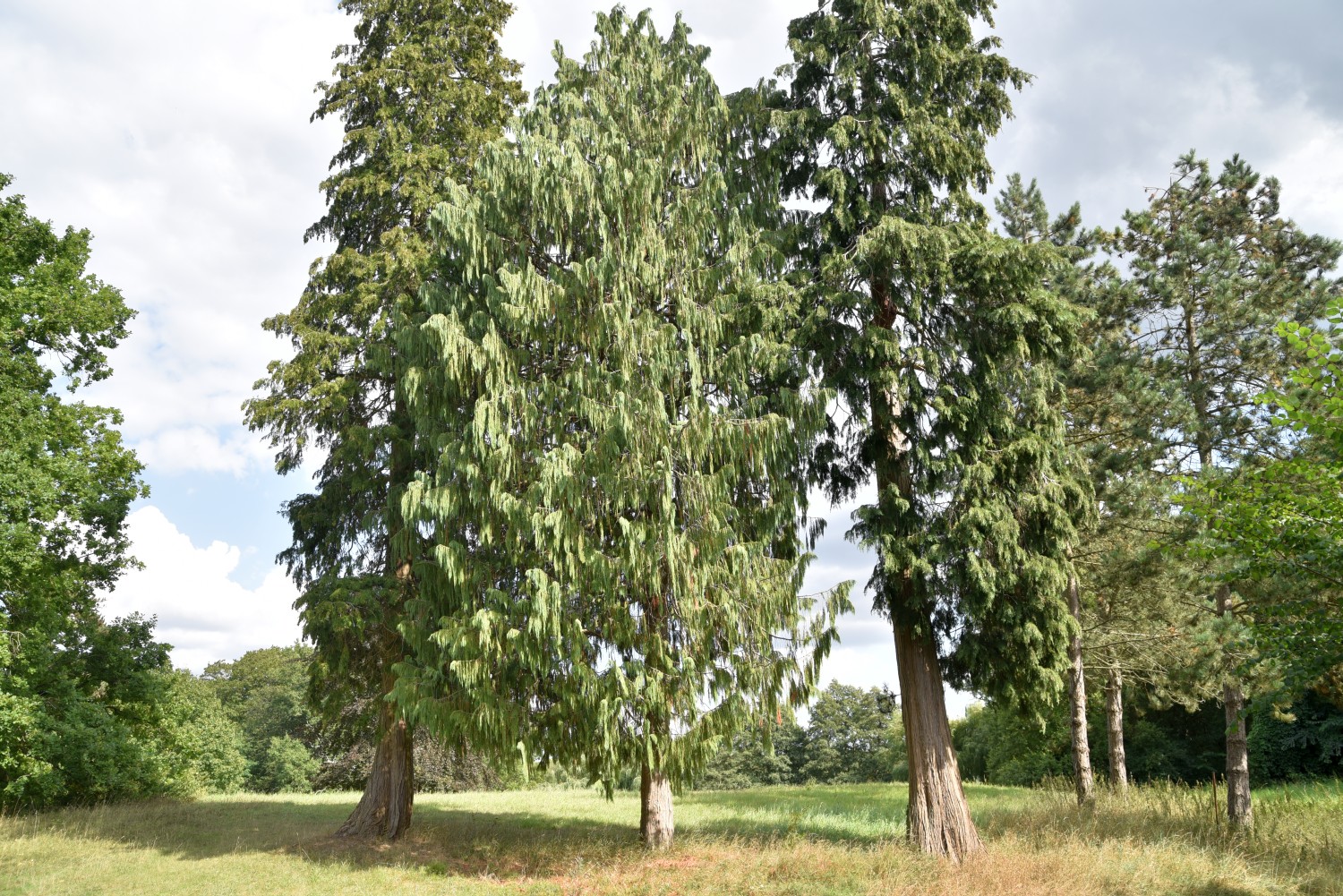 Chamaecyparis lawsoniana - Kuchelmiß - 2016