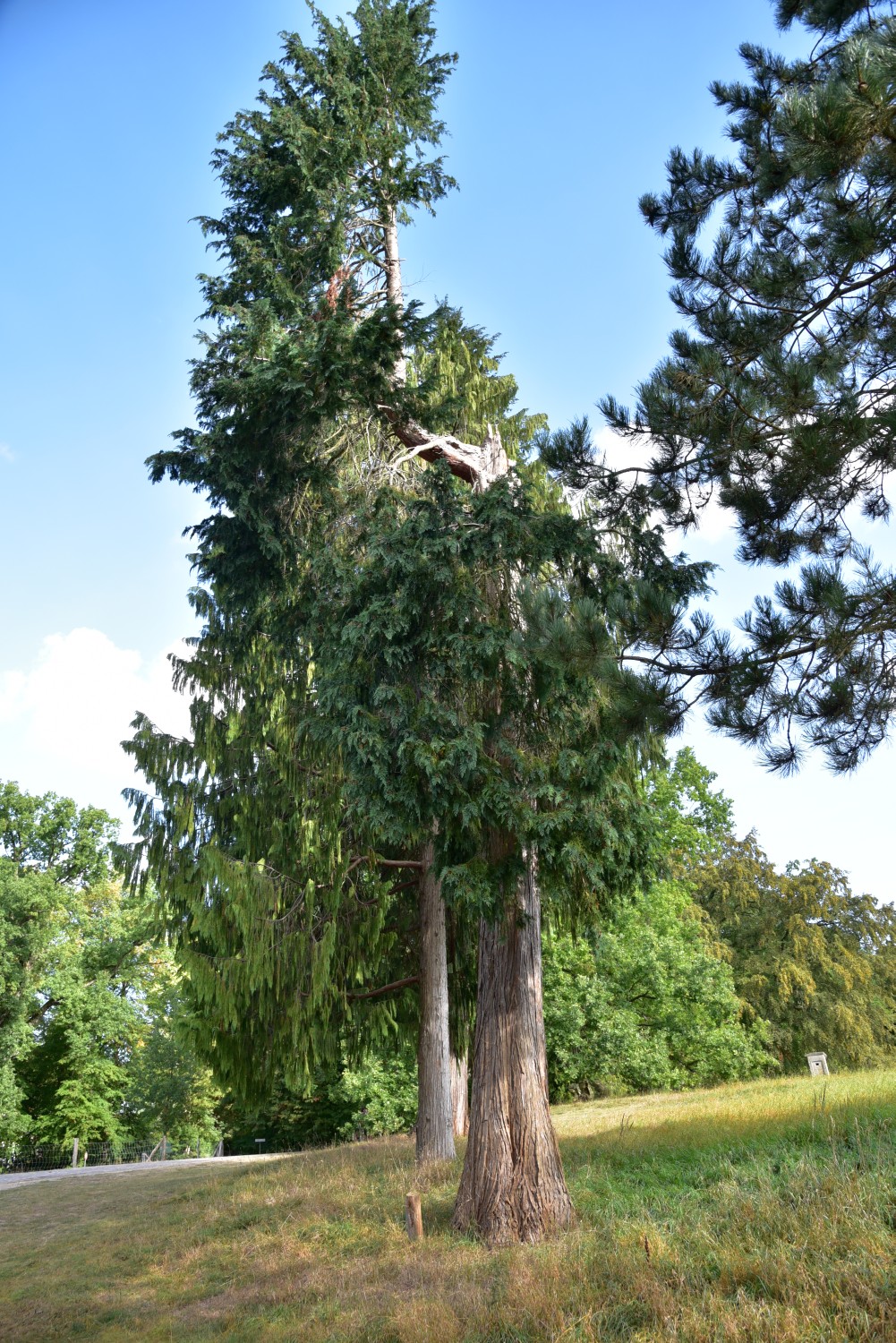 Chamaecyparis lawsoniana - Kuchelmiß - 2019