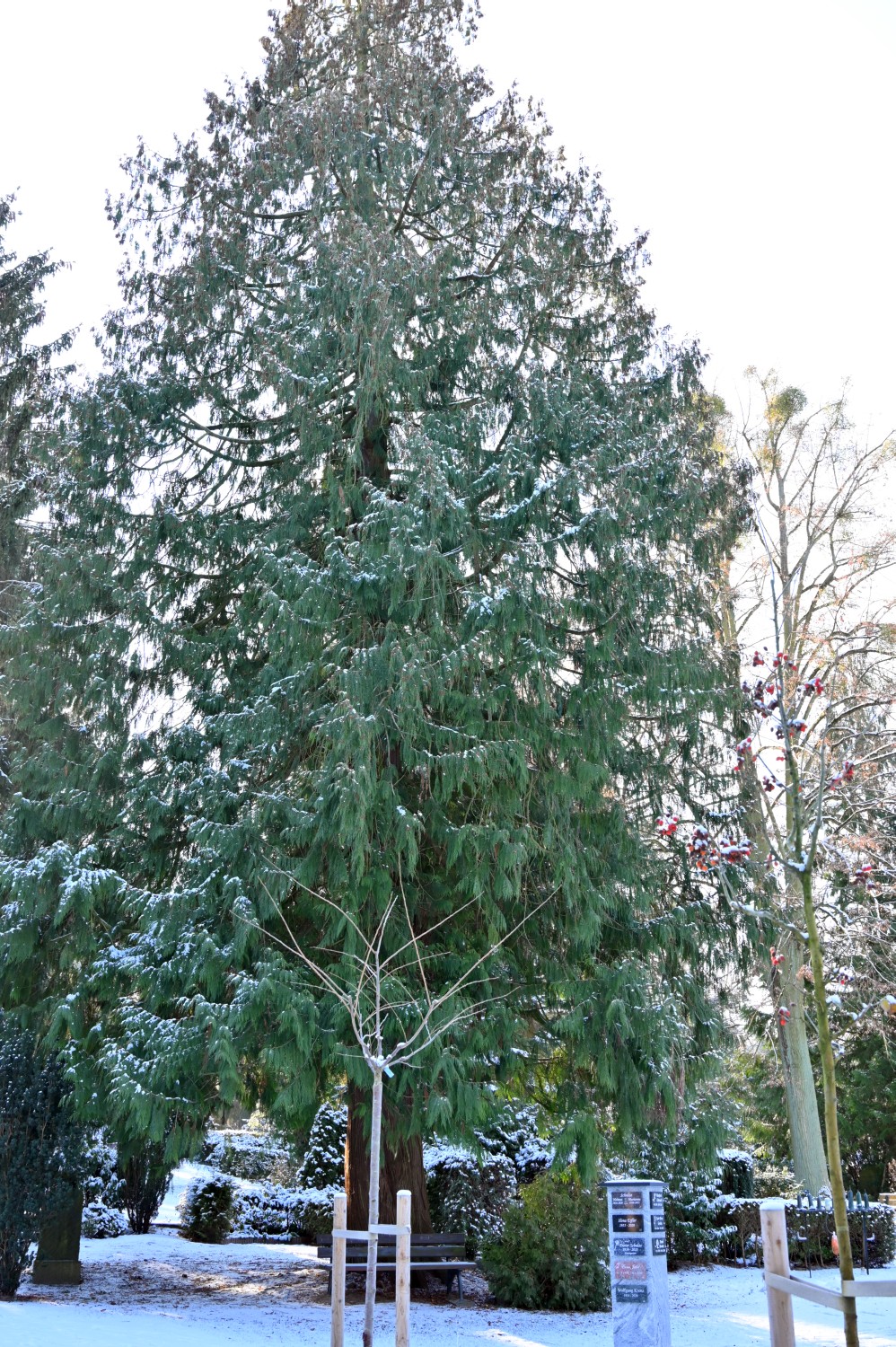 Thuja plicata - Eberswalde - 2021