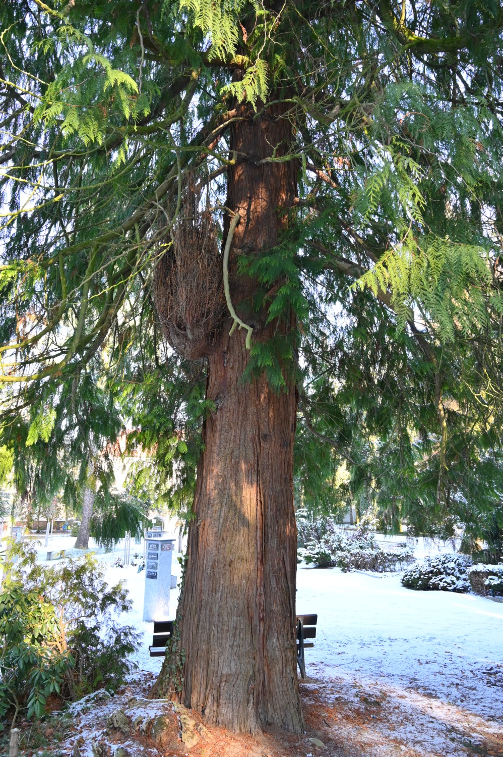 Thuja plicata - Eberswalde - 2021
