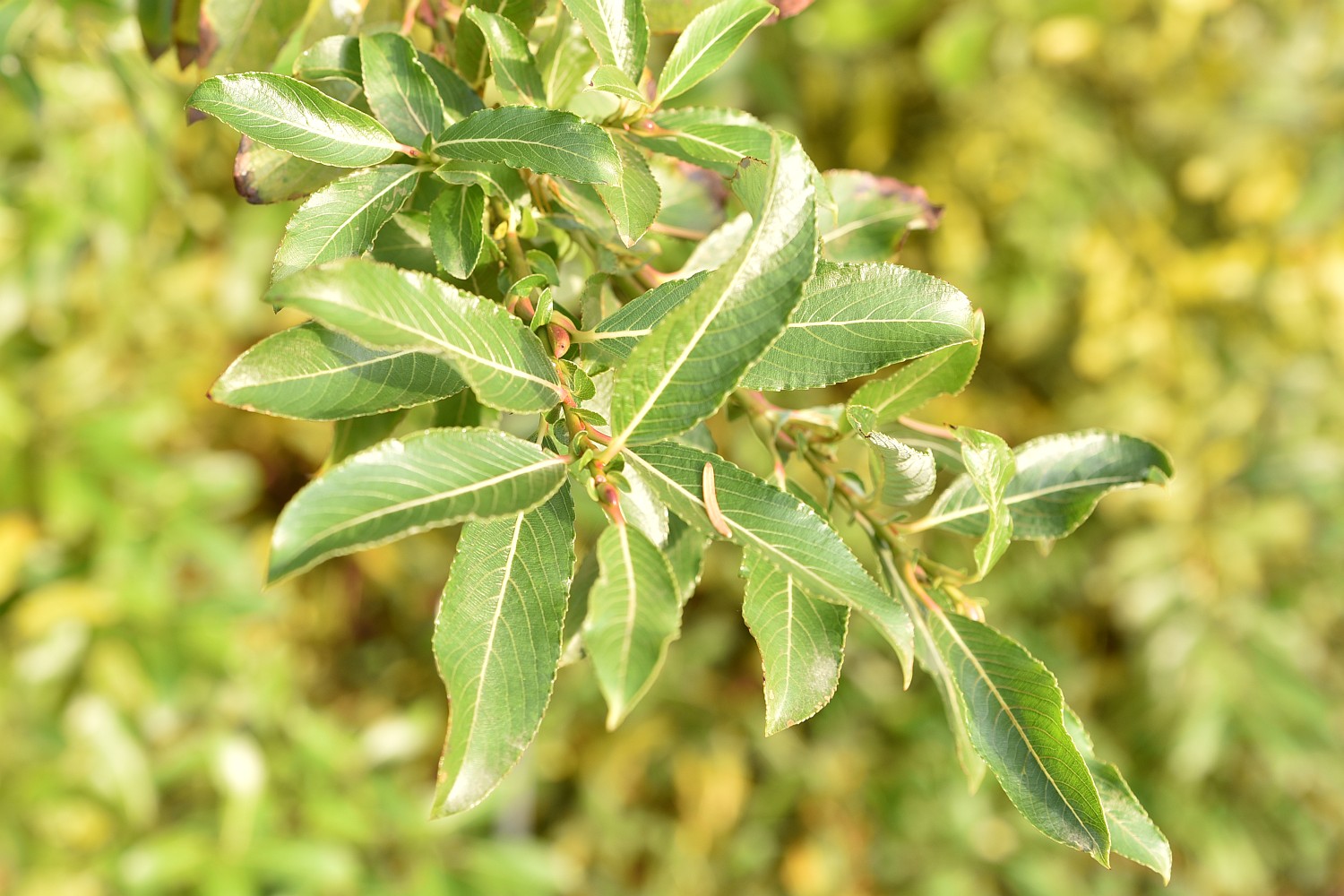 Salix gracilistyla var. melanostachys - Potsdam, Freundschaftsinsel - November 2019