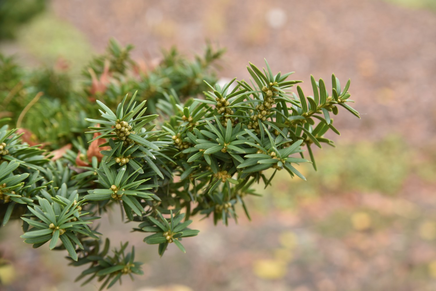 Taxus cuspidata - Potsdam, Freundschaftsinsel - November 2019