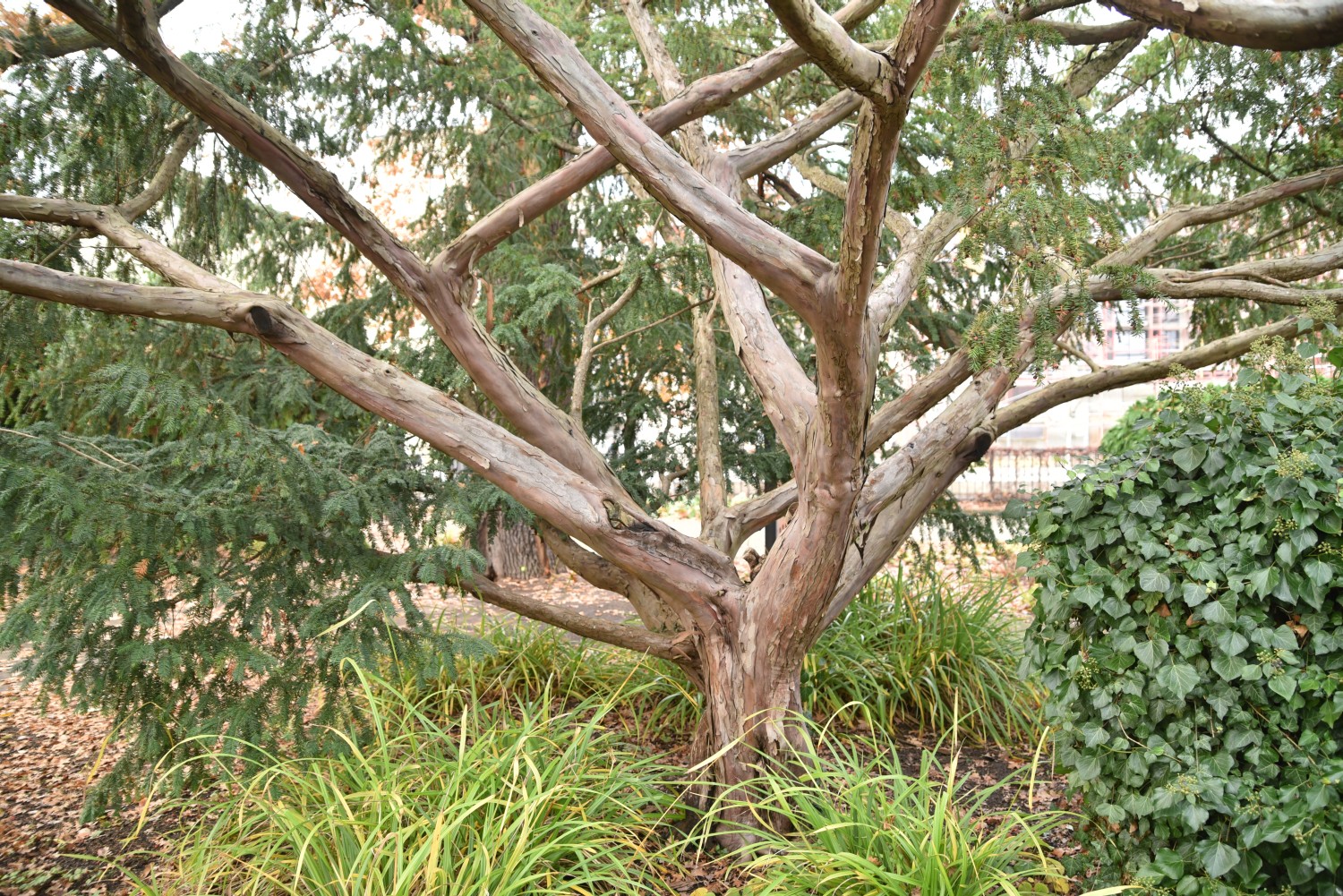 Taxus baccata 'Dovastoniana' - Potsdam, Freundschaftsinsel - November 2019