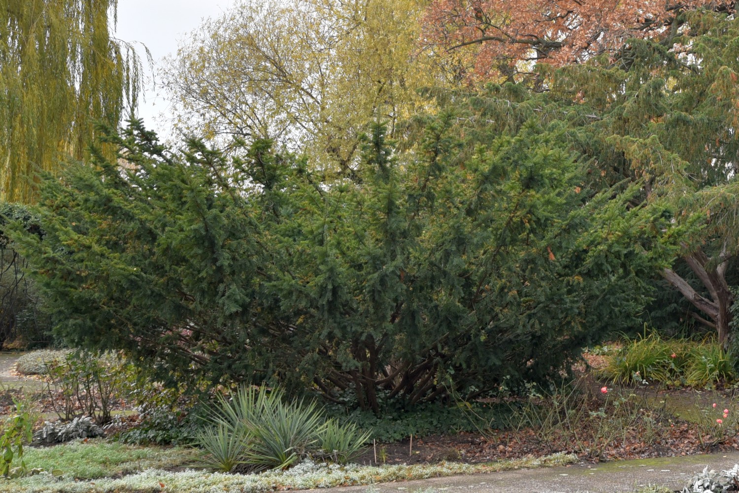 'Nana' baccata Taxus