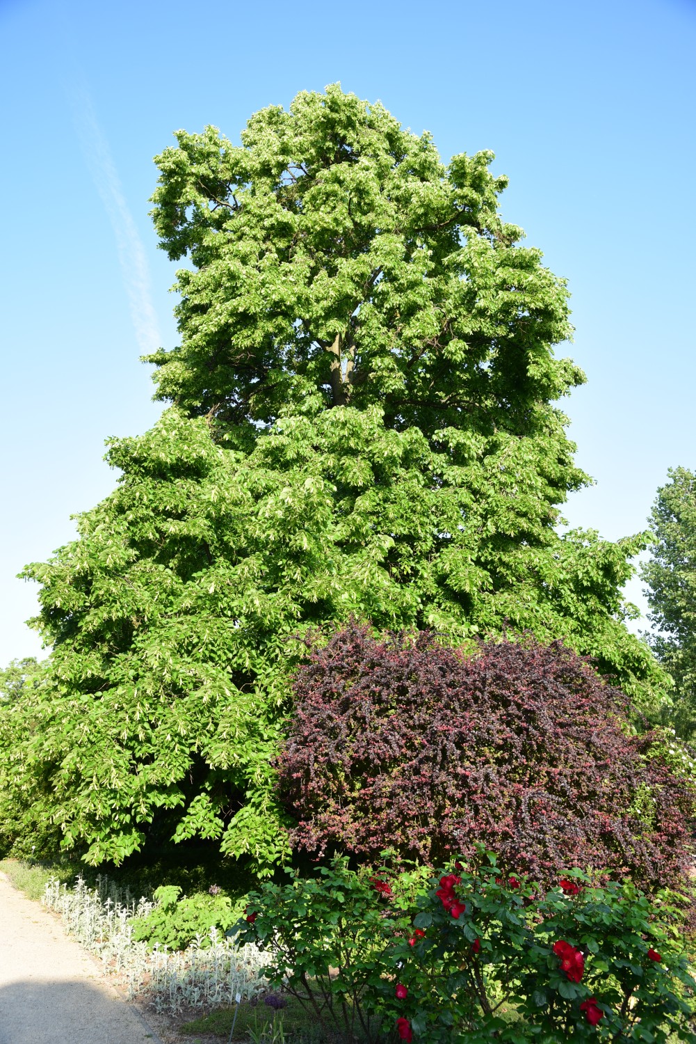 × flaccida Tilia
