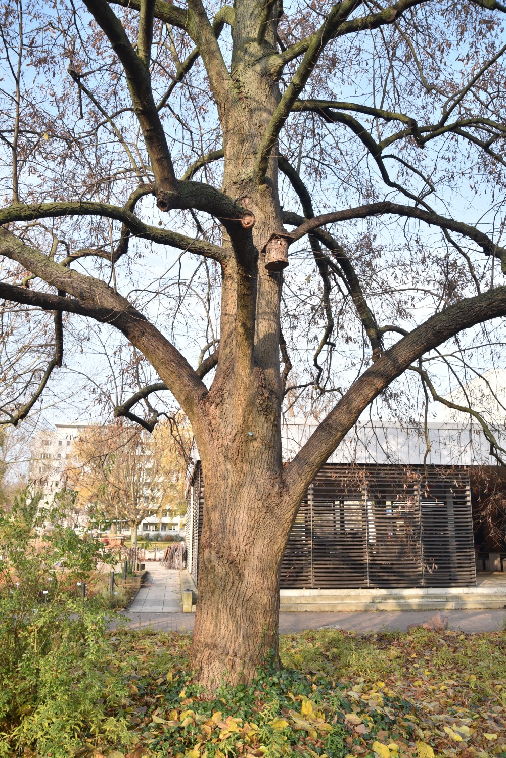 Tilia × flaccida - Potsdam, Freundschaftsinsel - November 2019