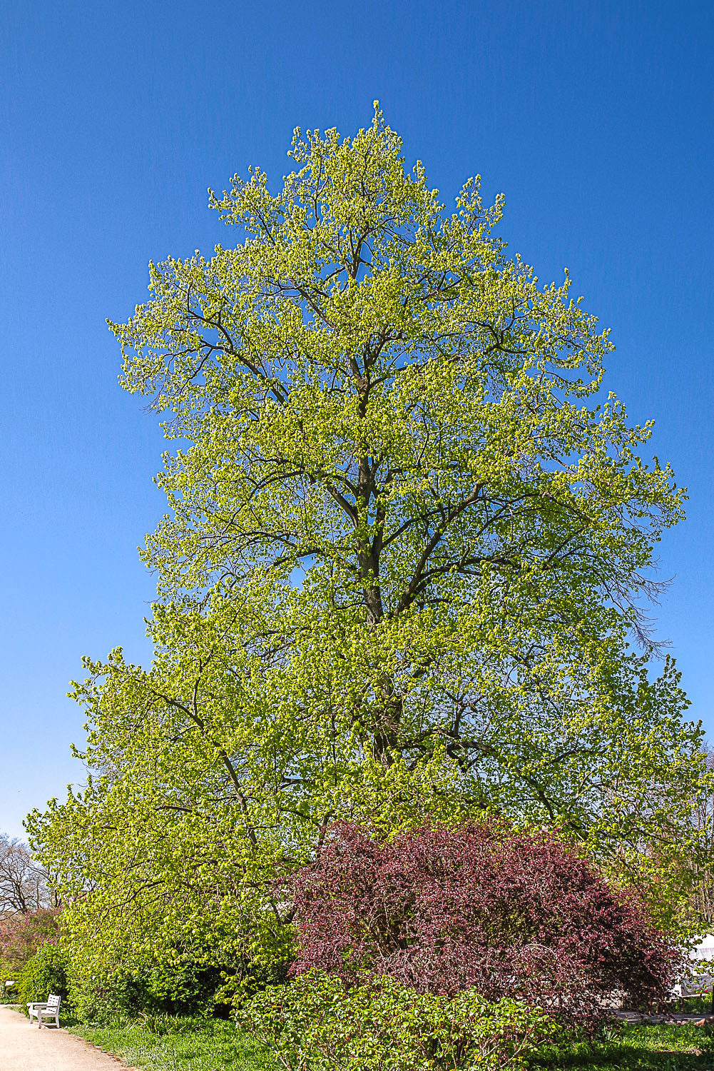 Tilia × flaccida - Potsdam, Freundschaftsinsel - Mai 2023