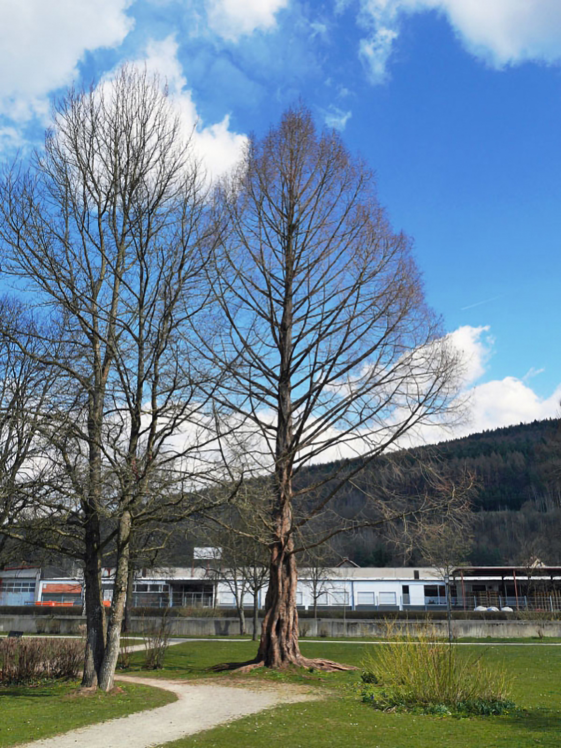 Metasequoia glyptostroboides - Park der Wasserburg in Burgsinn - 2015