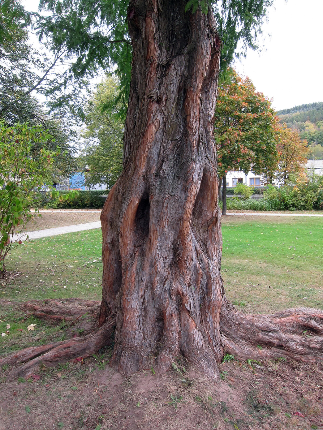Metasequoia glyptostroboides - Park der Wasserburg in Burgsinn - 2013