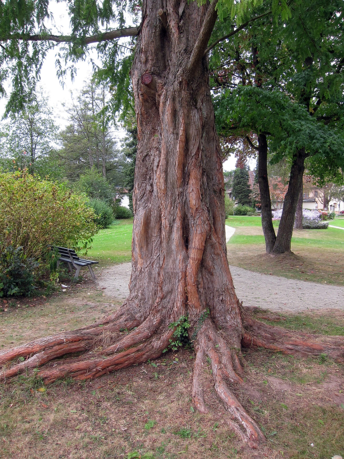 Metasequoia glyptostroboides - Park der Wasserburg in Burgsinn - 2012