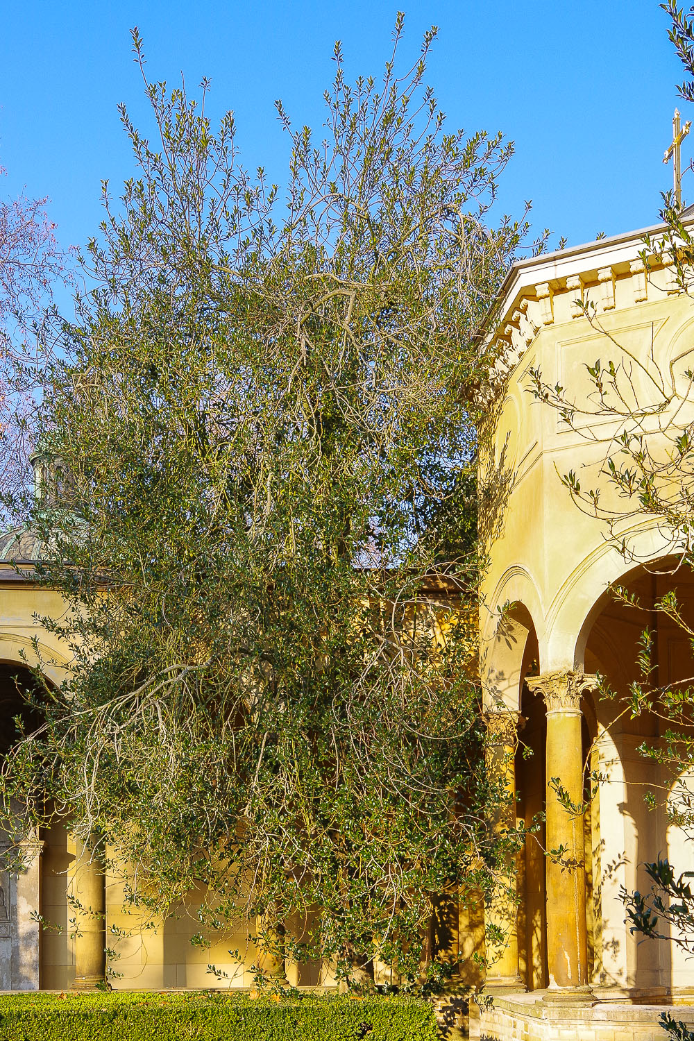 Ilex aquifolium - Potsdam, Sanssouci - 2020