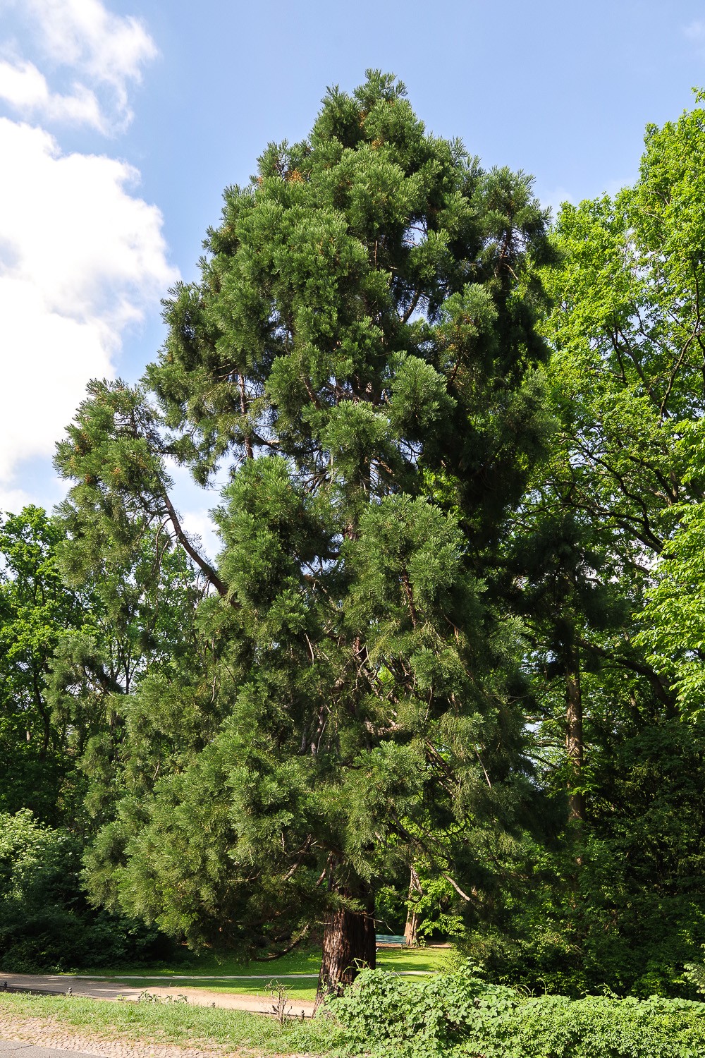 Sequoiadendron giganteum - Berlin, Tiergarten - 2018