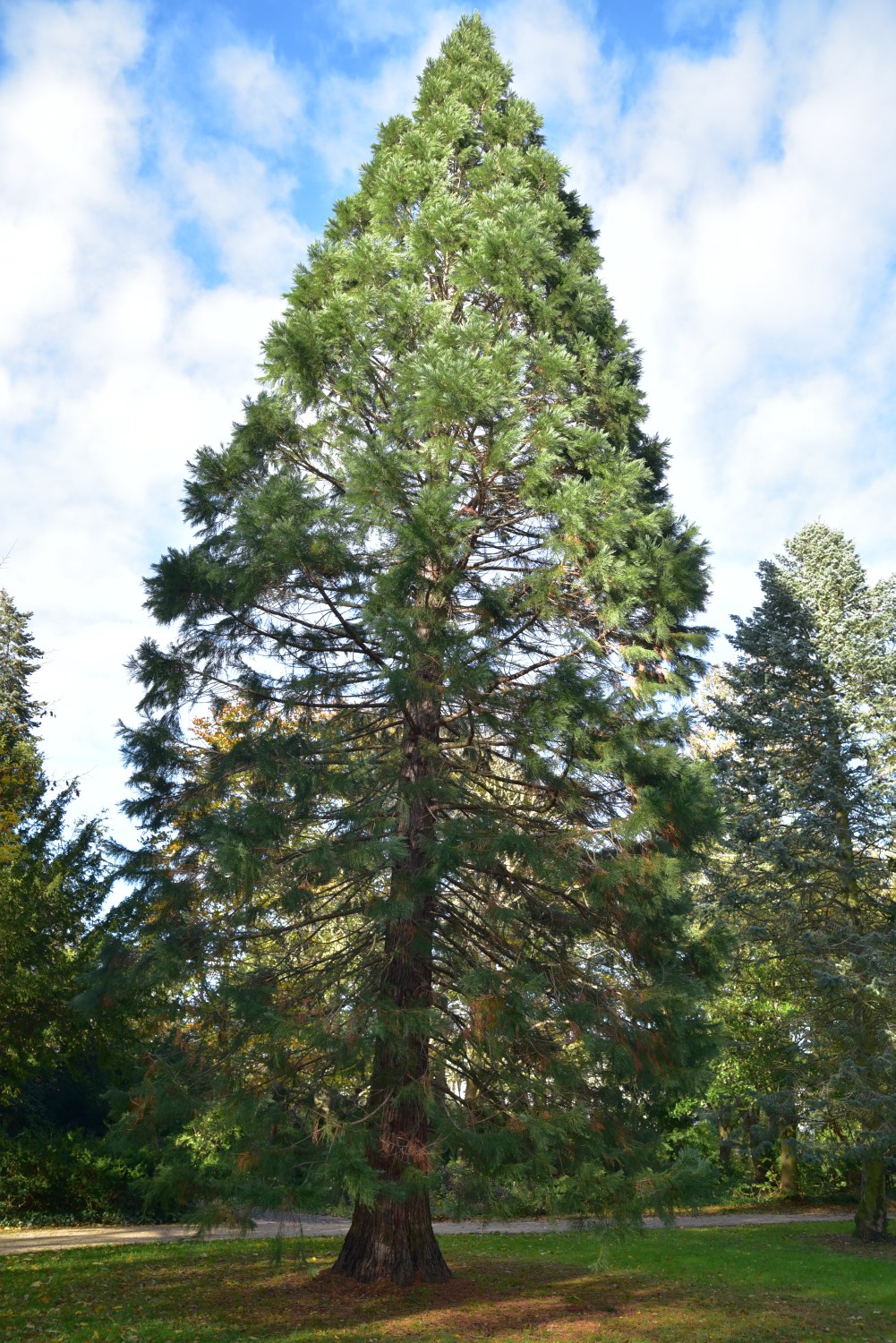 giganteum Sequoiadendron