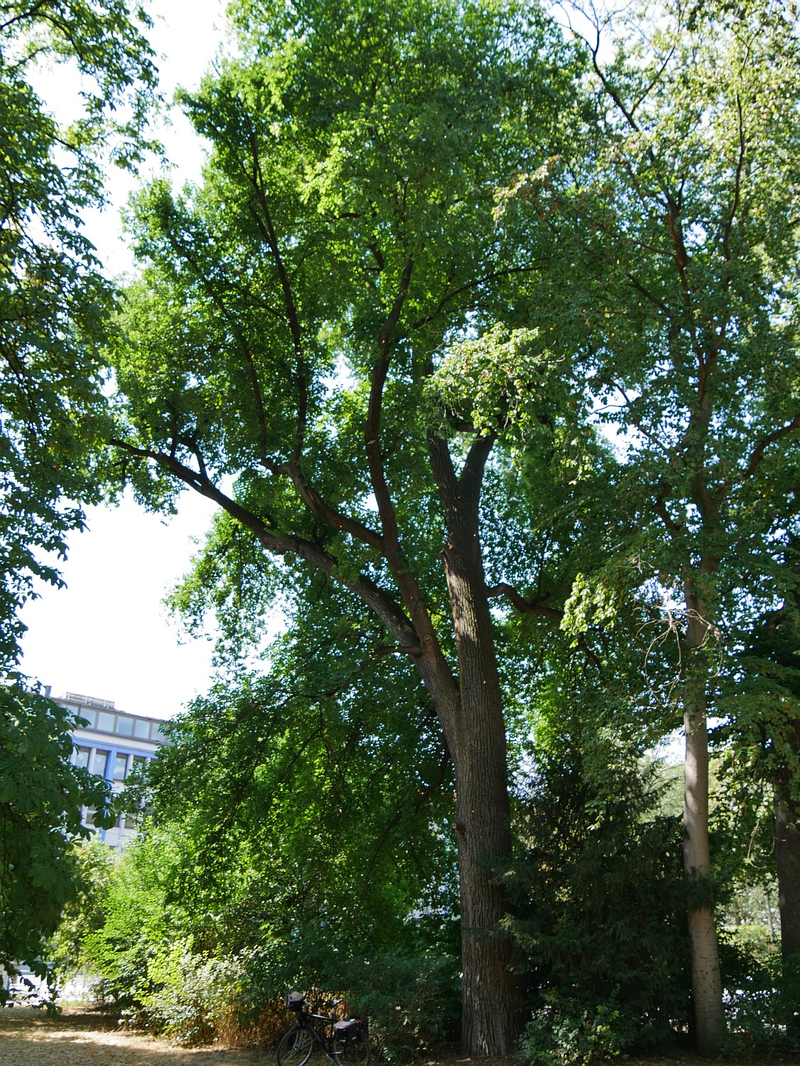 minor Ulmus