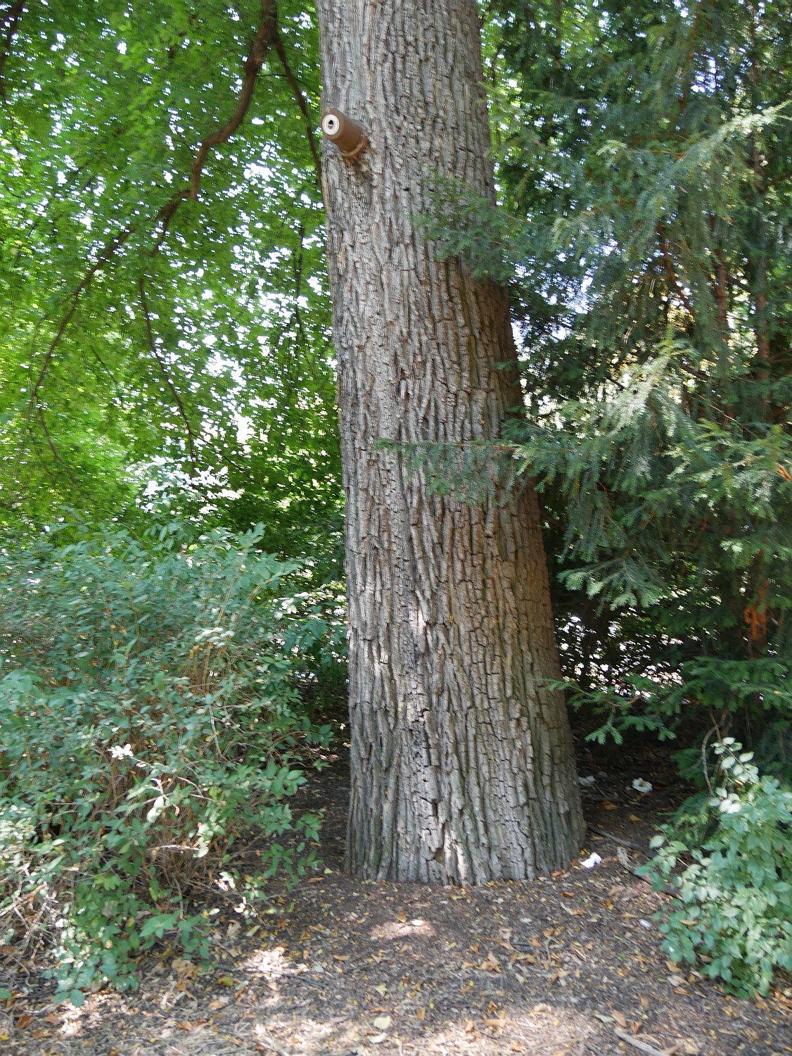 Ulmus minor - Würzburg - 2020