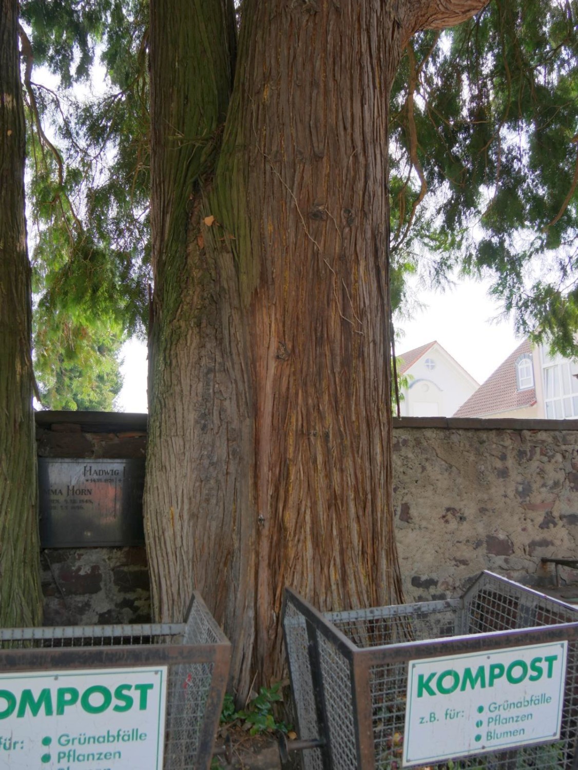 Thuja plicata - Lohr am Main - 2020