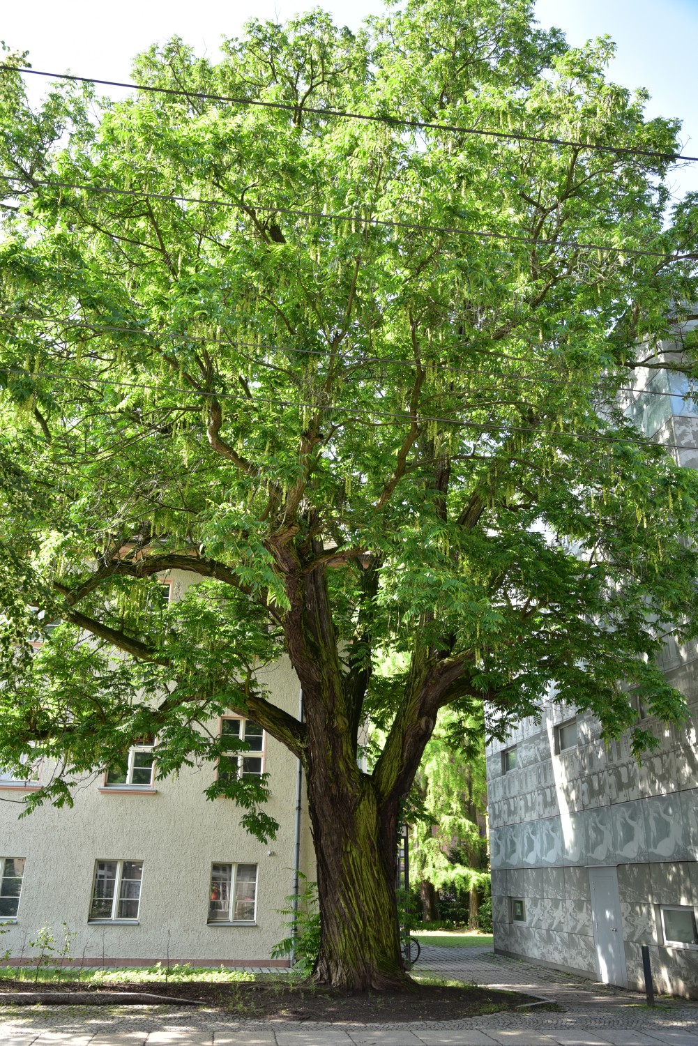 Pterocarya fraxinifolia - Eberswalde - 2016
