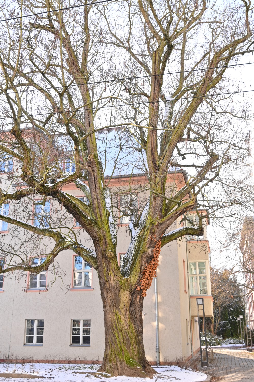 Pterocarya fraxinifolia - Eberswalde - 2021