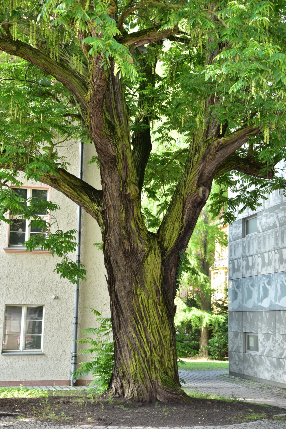 Pterocarya fraxinifolia - Eberswalde - 2016