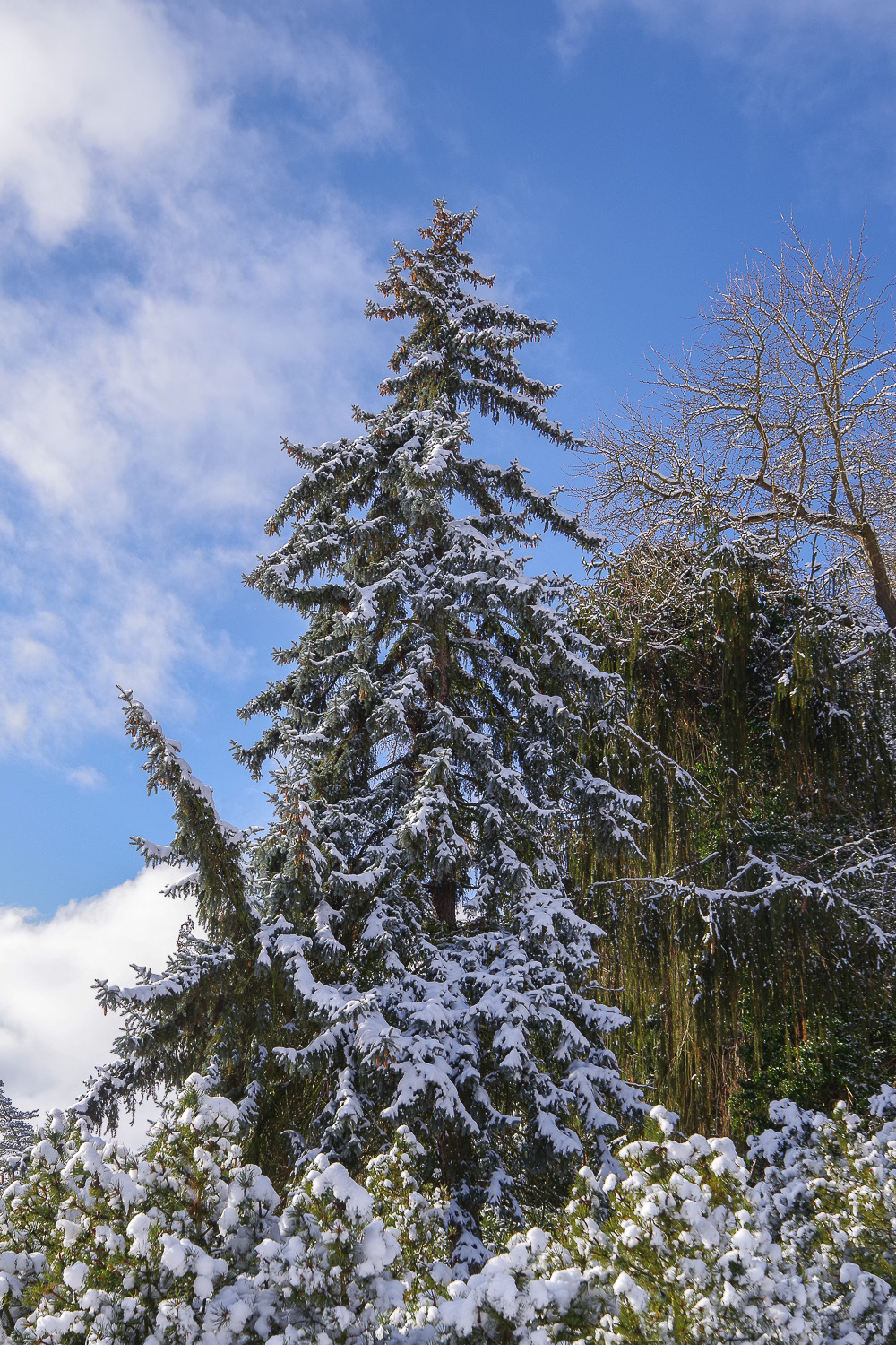 Picea pungens 'Fürst Bismarck' - Potsdam - 2021