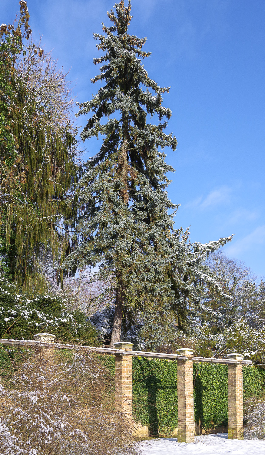 Picea pungens 'Fürst Bismarck' - Potsdam - 2021