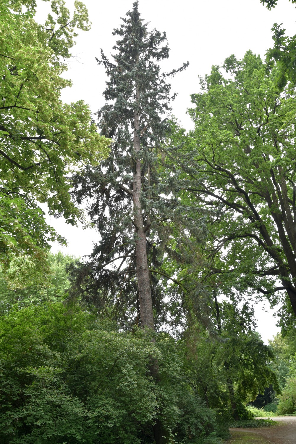 Picea pungens 'Fürst Bismarck' - Cottbus - 2019