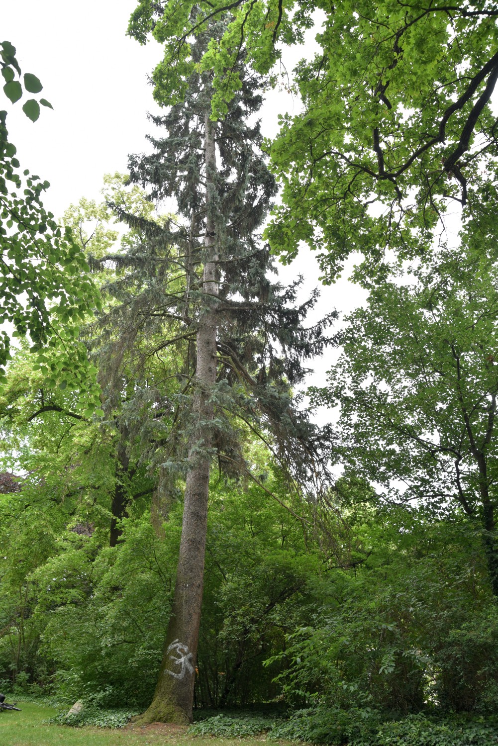 Picea pungens 'Fürst Bismarck' - Cottbus - 2019